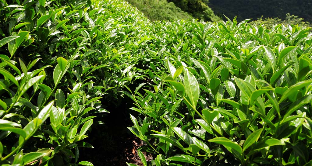 Dong Ding Oolong Tea 凍頂