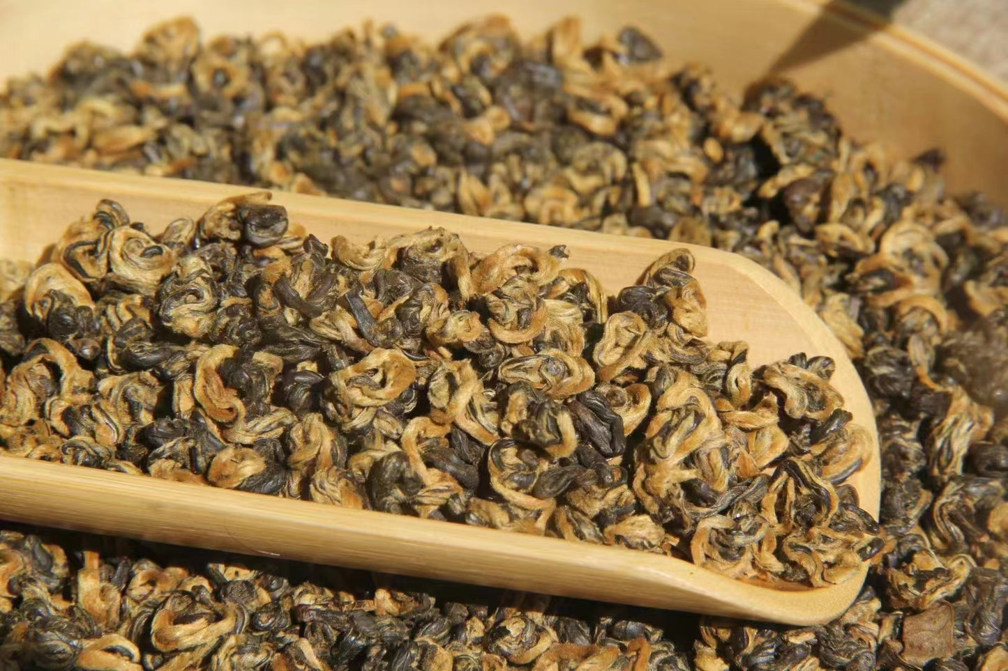 Golden Spiral, one leaf one bud, Dianhong