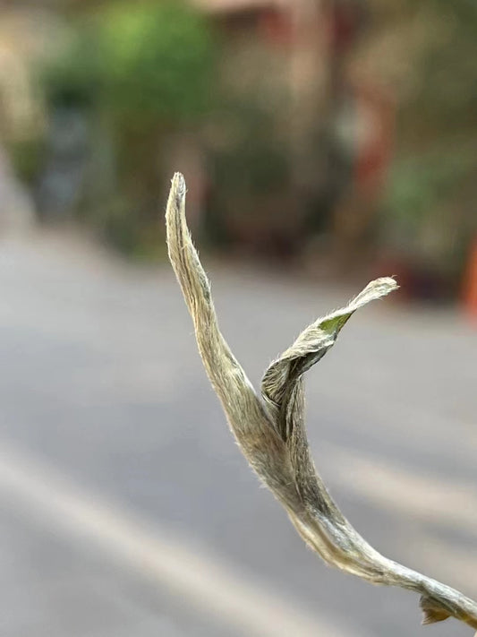 Young tree Sheng Puerh (Bangdong)