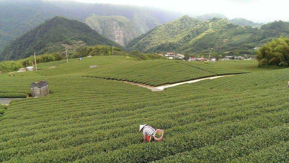 Taiwanese Oolong tea